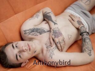 Anthonybird