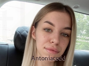 Antoniacodd