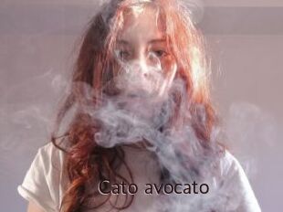 Cato_avocato
