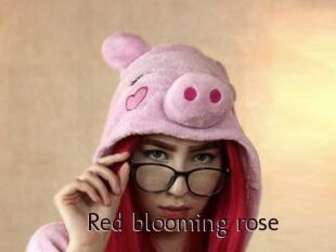 Red_blooming_rose